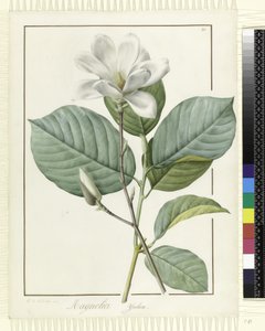 玉兰玉兰，1812 作者 皮埃尔·约瑟夫·雷杜特